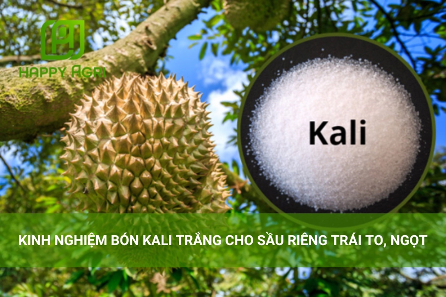 Kinh Nghiệm Bón Kali Trắng Cho Sầu Riêng Trái To, Ngọt