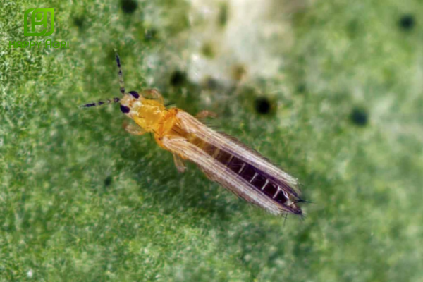 Câu hỏi thường gặp