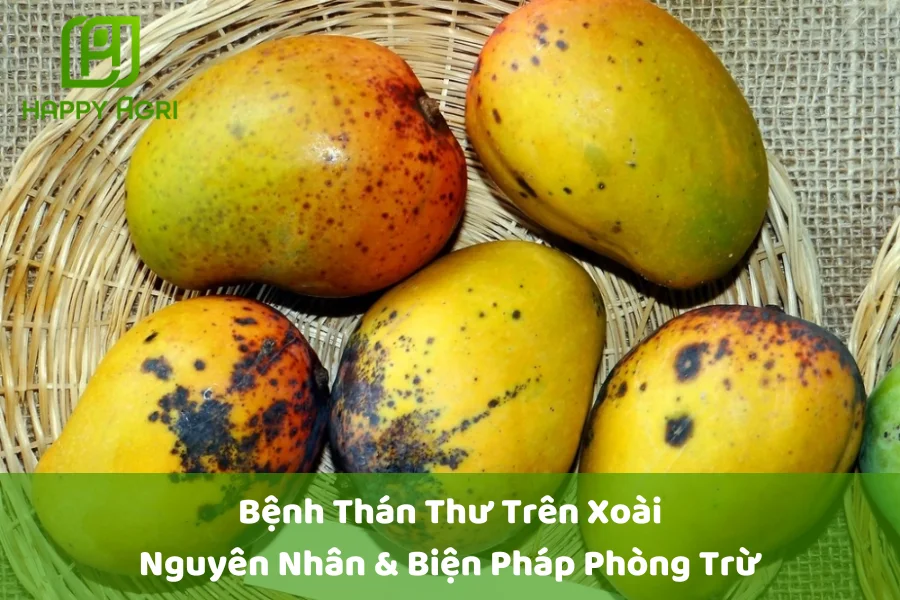 #Bệnh Thán Thư Trên Xoài: Nguyên Nhân & Biện Pháp Phòng Trừ