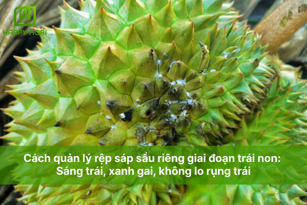 Cách quản lý rệp sáp sầu riêng giai đoạn trái non: Sáng trái, xanh gai, không lo rụng trái