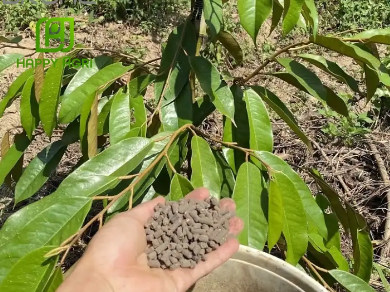 Tầm quan trọng của phân bón đối với chất lượng sầu riêng