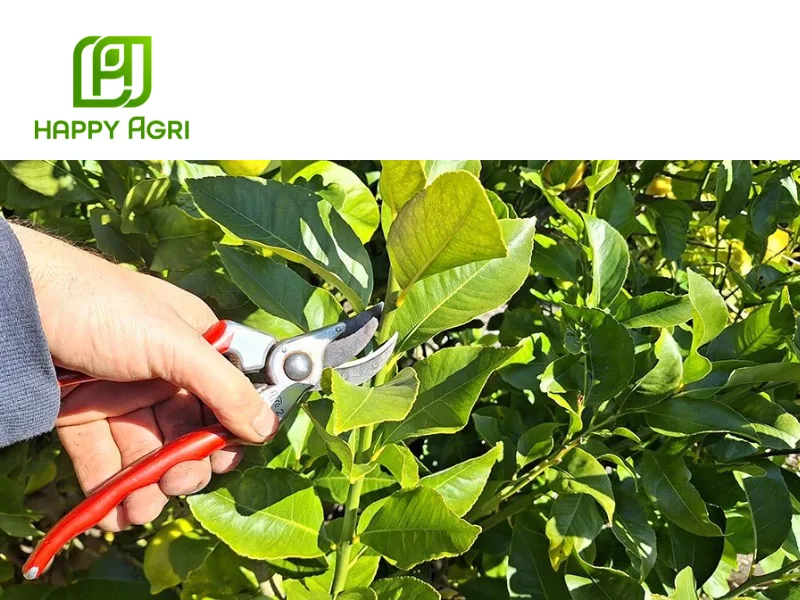 kỹ thuật trồng và chăm sóc cây có múi