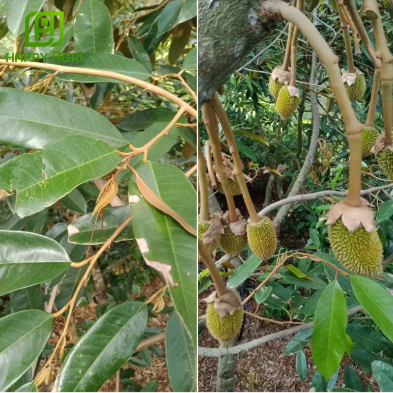 Quản lý đọt non cạnh tranh dinh dưỡng cây sầu riêng