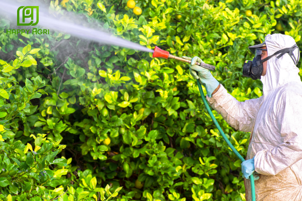 Quy trình kỹ thuật để "Đậu trái sai - Không rụng bông"