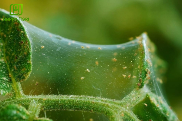 Câu hỏi thường gặp