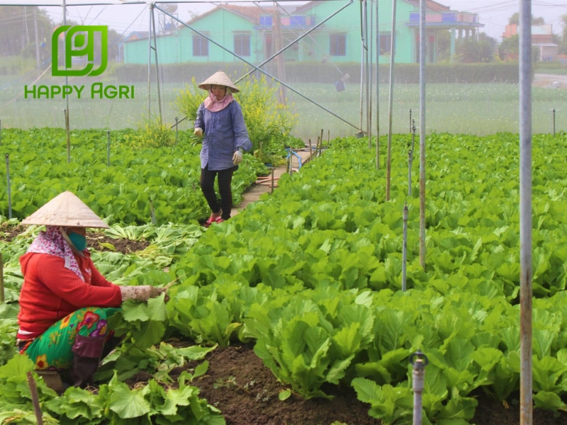 Trồng rau vào mùa mưa mang lại nhiều lợi ích thiết thực