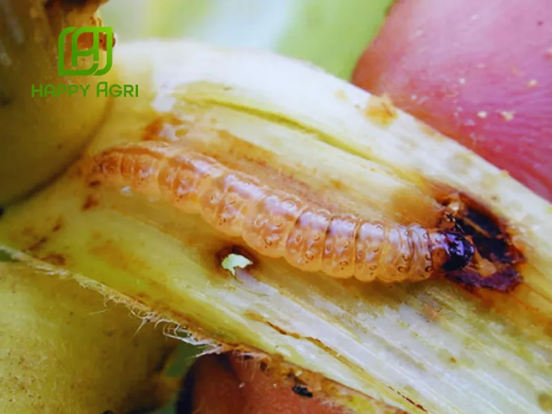 Thuốc trừ sâu Ledan 95SP Hiệu Jadan Gold
