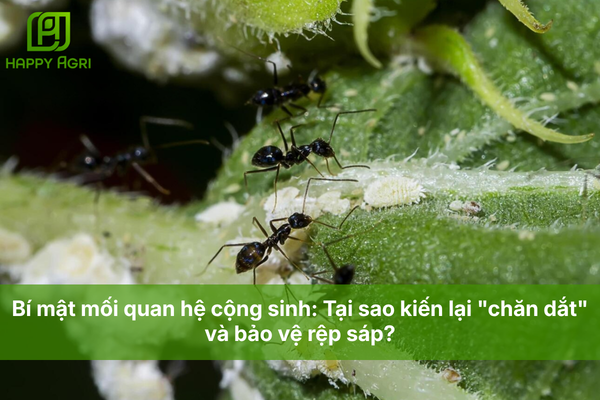 Bí mật mối quan hệ cộng sinh: Tại sao kiến lại "chăn dắt" và bảo vệ rệp sáp?
