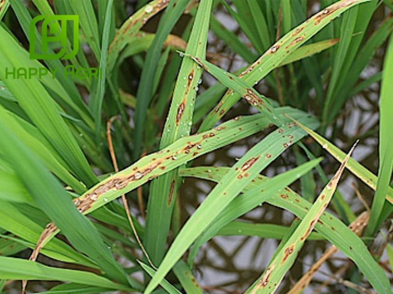 bệnh đạo ôn 