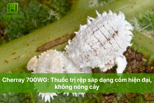 Cherray 700WG: Thuốc trị rệp sáp dạng cốm hiện đại, không nóng cây