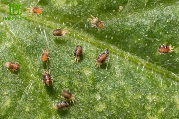 Chân dung "sát thủ" nhện đỏ và tác hại trên cây trồng