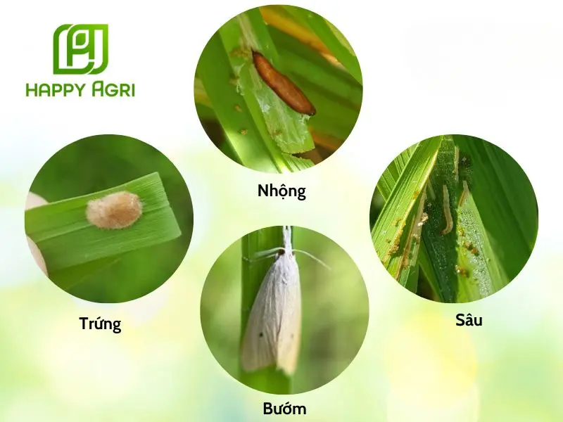 sâu đục thân lúa