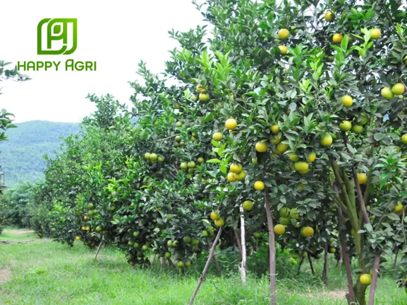 kỹ thuật trồng cây có múi