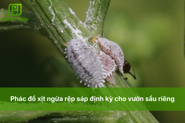 Phác đồ xịt ngừa rệp sáp định kỳ cho vườn sầu riêng