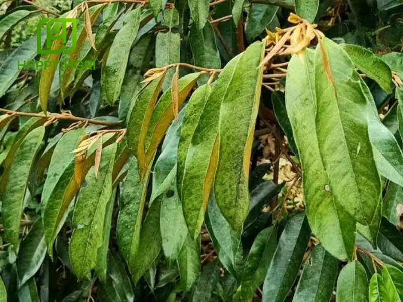 Tác hại của nhện đỏ đối với cây sầu riêng