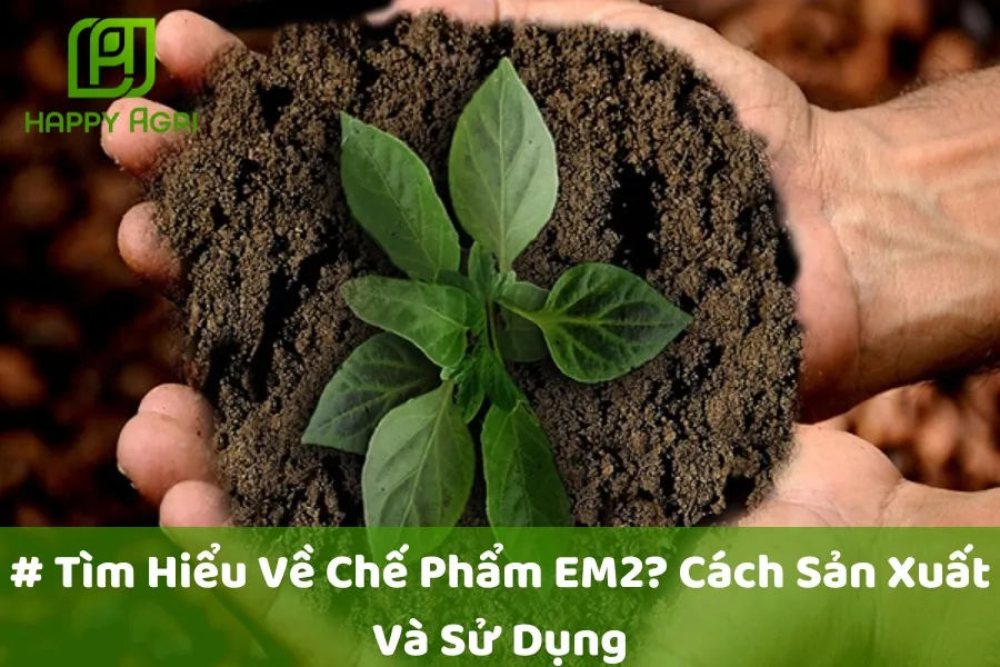 # Tìm Hiểu Về Chế Phẩm EM2? Cách Sản Xuất Và Sử Dụng