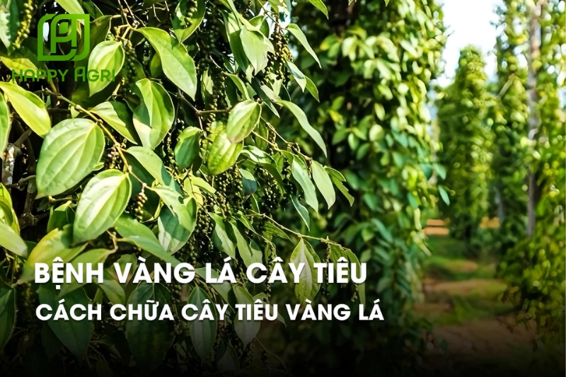 Cách xử lý khi cây tiêu đã bị vàng lá