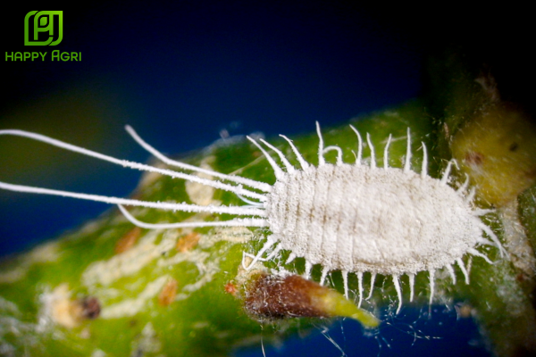 Rệp sáp sầu riêng là gì? Tướng quân có bộ giáp trắng