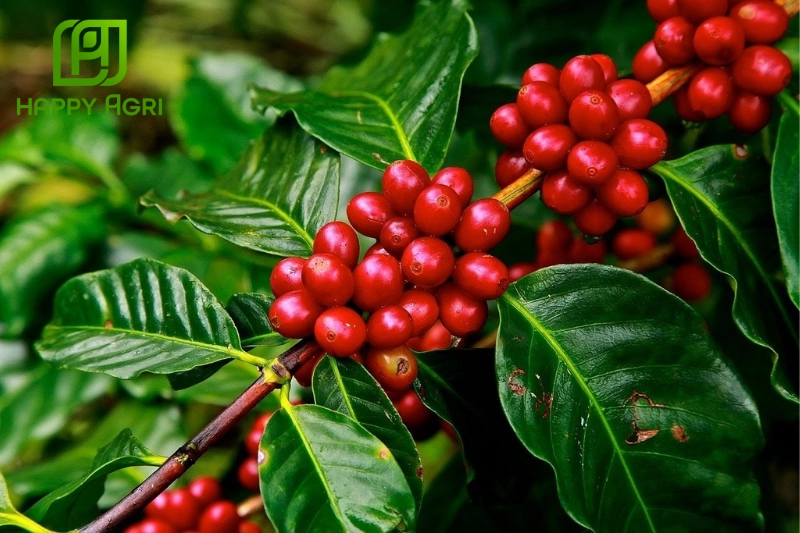 Phòng ngừa bệnh nấm hồng cà phê để đạt hiệu quả bền vững