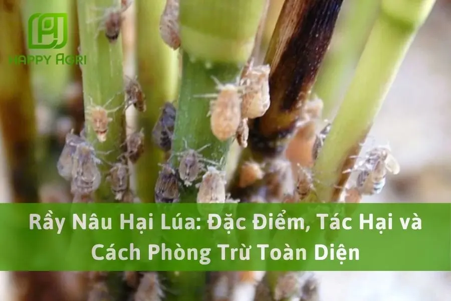 Rầy Nâu Hại Lúa: Đặc Điểm, Tác Hại và Cách Phòng Trừ Toàn Diện