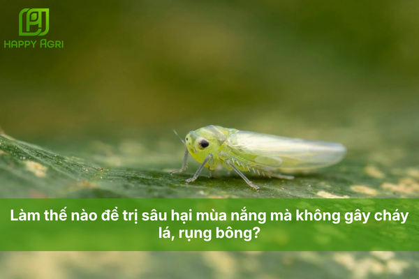 Làm thế nào để trị sâu hại mùa nắng mà không gây cháy lá, rụng bông?