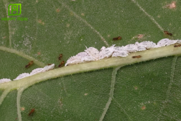 Tìm hiểu về rệp sáp sầu riêng và liên minh cộng sinh