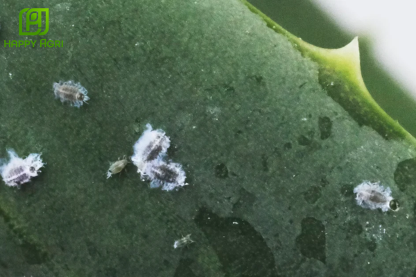 Câu hỏi thường gặp