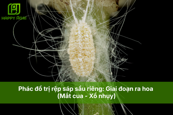 Phác đồ trị rệp sáp sầu riêng: Giai đoạn ra hoa (Mắt cua - Xổ nhụy)