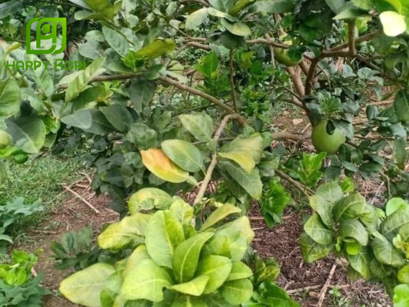 Biện pháp phòng ngừa vàng lá cây bơ hiệu quả