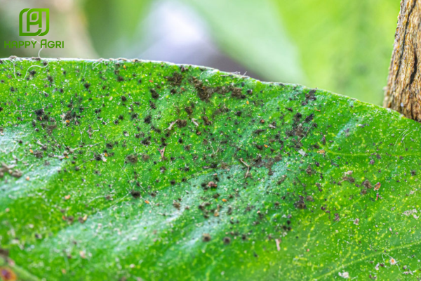 Mối quan hệ mật thiết giữa rệp sáp và nấm muội đen