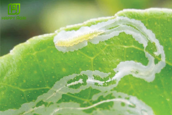 Tại sao nên hạn chế thuốc trừ sâu phổ tác dụng rộng?