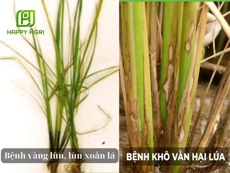 biện pháp phòng trừ bệnh khô vằn