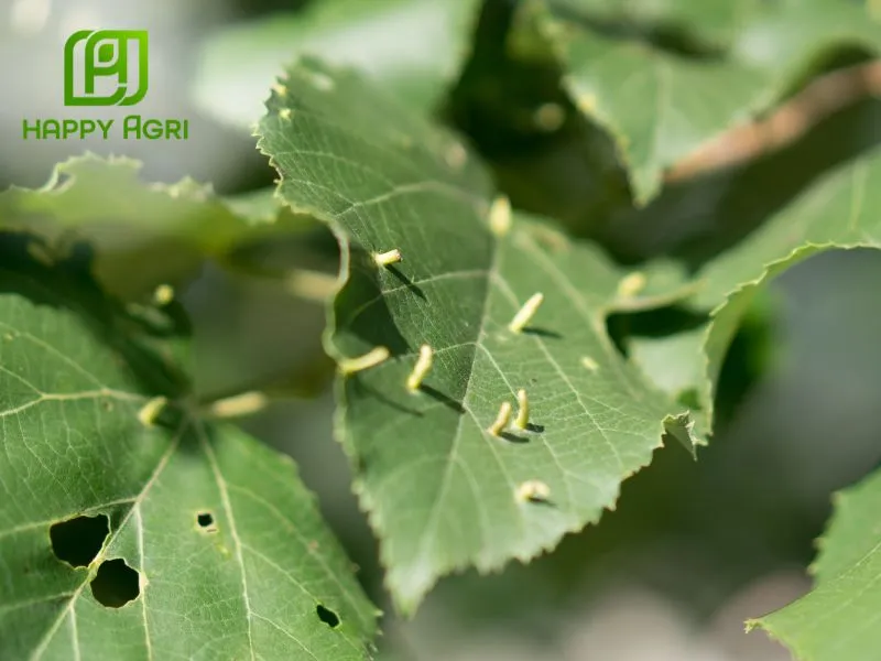 Giảm nguy cơ sâu bệnh