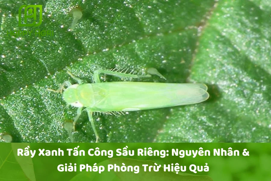 Rầy Xanh Tấn Công Sầu Riêng: Nguyên Nhân & Giải Pháp Phòng Trừ Hiệu Quả