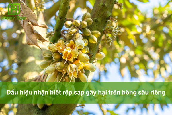 Dấu hiệu nhận biết rệp sáp gây hại trên bông sầu riêng