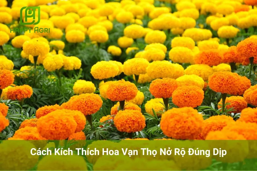 Cách Kích Thích Hoa Vạn Thọ Nở Rộ Đúng Dịp