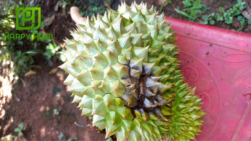 Thối trái sầu riêng, xì mủ