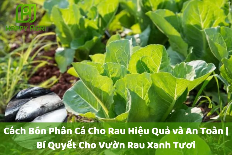 Cách Bón Phân Cá Cho Rau Hiệu Quả và An Toàn | Bí Quyết Cho Vườn Rau Xanh Tươi