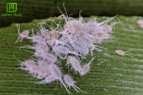 Câu hỏi thường gặp