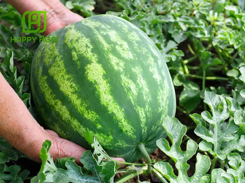 cách trồng dưa hấu