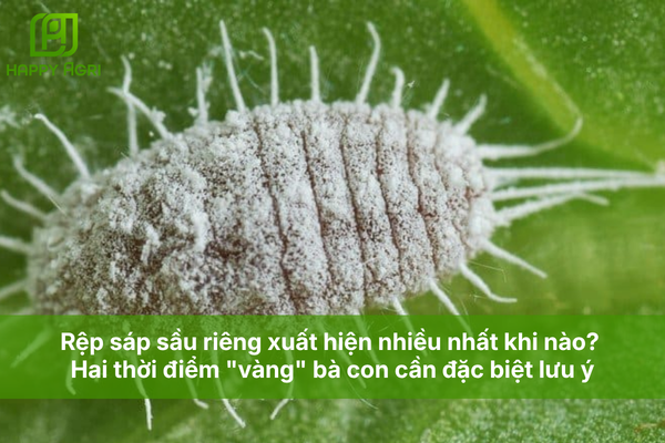 Rệp sáp sầu riêng xuất hiện nhiều nhất khi nào? 2 thời điểm "vàng" bà con cần đặc biệt lưu ý