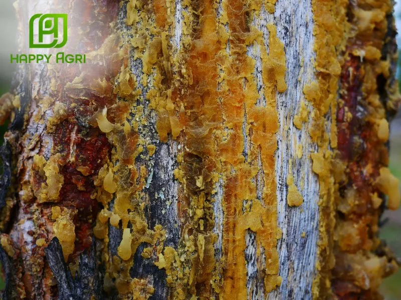 Xì mủ