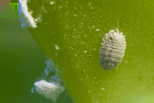 Câu hỏi thường gặp (FAQ)