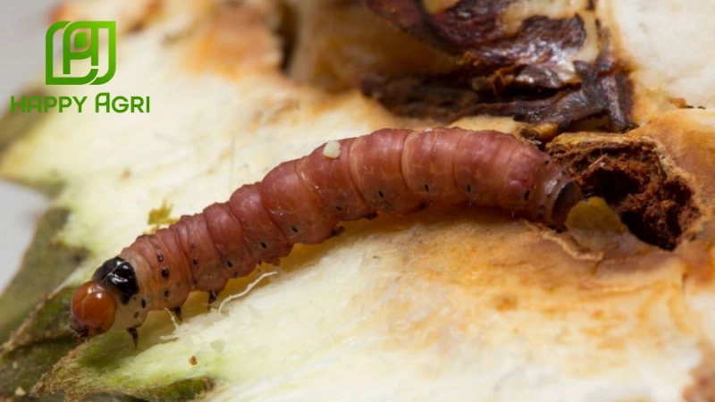 Sâu đục trái sầu riêng