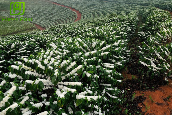 Công dụng Phân bón lá hỗn hợp PK VINAF 07 hiệu NIFOLIPHOS 900 – 0-450-450 + TE