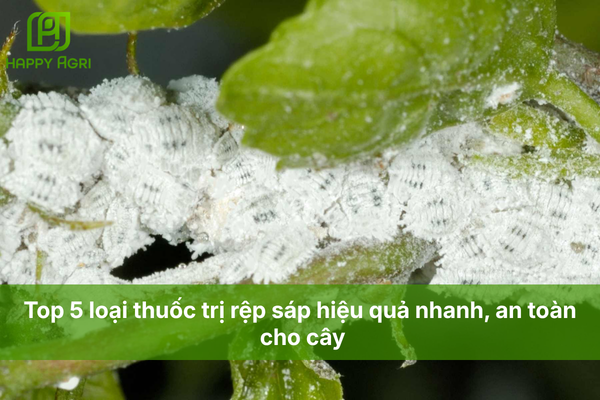 Top 5 loại thuốc trị rệp sáp hiệu quả nhanh, an toàn cho cây