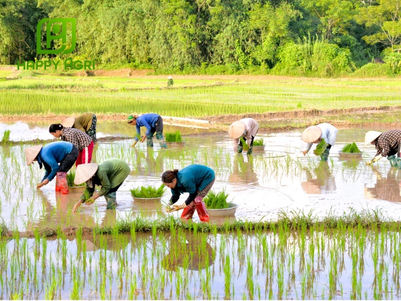 Kỹ thuật gieo trồng lúa hè thu chi tiết