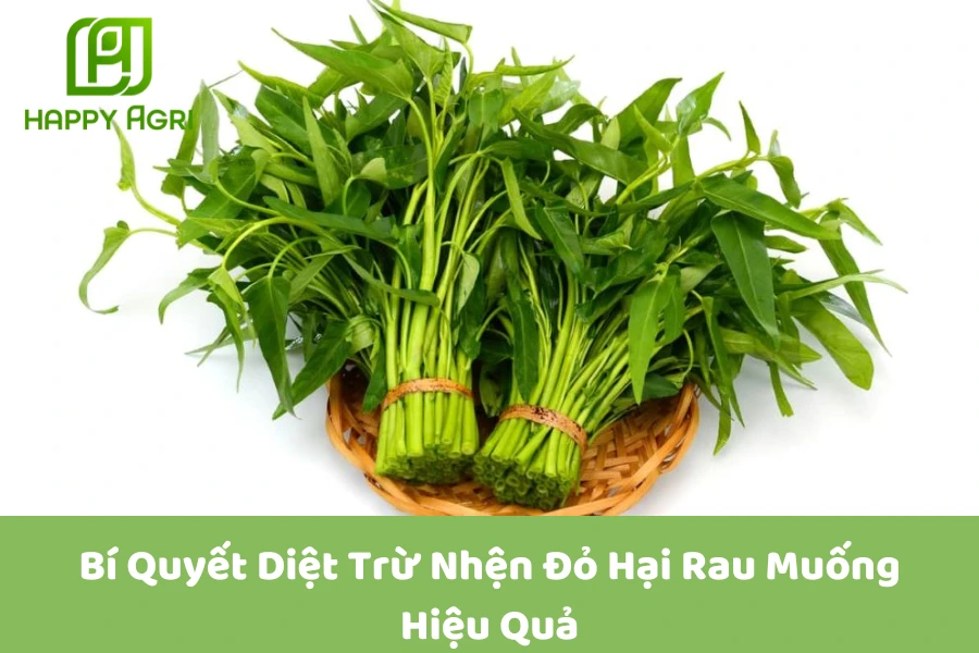  Bí Quyết Diệt Trừ Nhện Đỏ Hại Rau Muống Hiệu Quả 