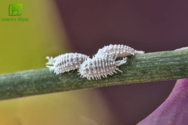 Câu hỏi thường gặ