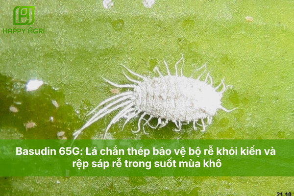 Basudin 65G: Lá chắn thép bảo vệ bộ rễ khỏi kiến và rệp sáp rễ trong suốt mùa khô